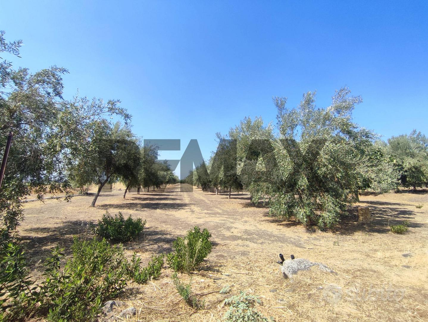 Terreno - Motta Sant'Anastasia - Vista 4