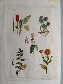 Stampa tavola botanica d'epoca