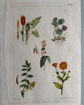 Stampa tavola botanica d'epoca