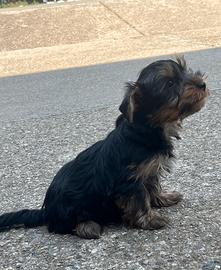 Yorkshire terrier maschio