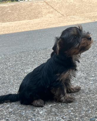 Yorkshire terrier maschio
