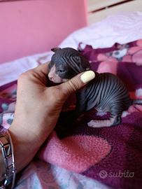 Cuccioli di Canadian sphynx