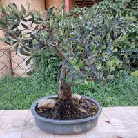 bonsai