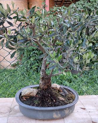 bonsai