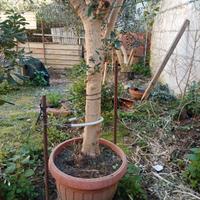 pianta di ulivo