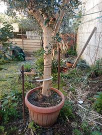 pianta di ulivo