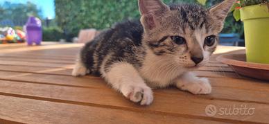 2 gattine dolcissime