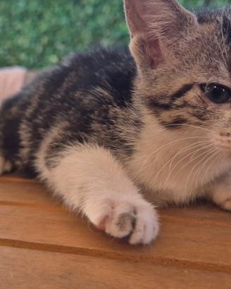 2 gattine dolcissime