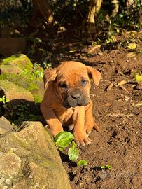 Cane Corso Fulvo