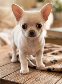 Chihuahua