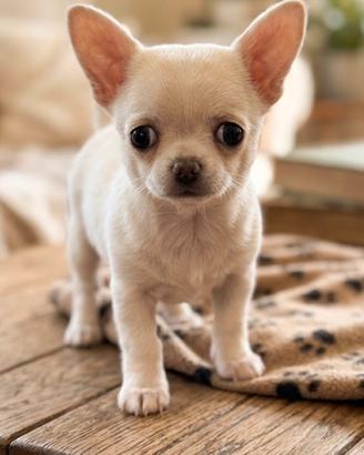 Chihuahua