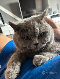 British shorthair monta