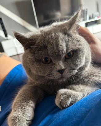 British shorthair monta
