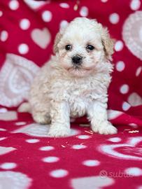 Maltipoo mini toy