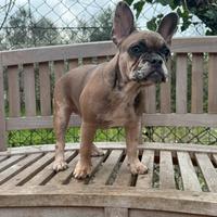 Femminuccia bulldog francese