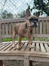 Femminuccia bulldog francese