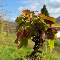 Bonsai vite Americana spedizione gratuita cadauna