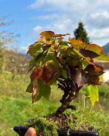 Bonsai vite Americana spedizione gratuita cadauna