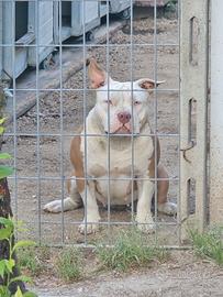American bully pocjet