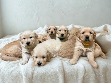 Cuccioli golden retriever