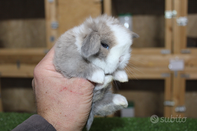Coniglio nano minilop e ariete