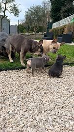 Cuccioli bulldog francese