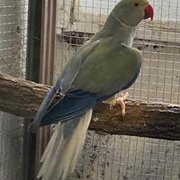 Parrocchetti dal collare