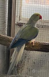 Parrocchetti dal collare