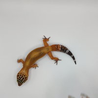 Geco leopardino