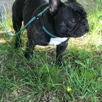 Bulldog francese con pedigree per accoppiamento