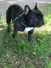 Bulldog francese con pedigree per accoppiamento