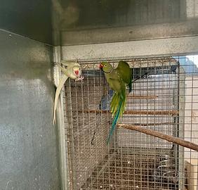 Parrocchetti dal collare riproduttivi