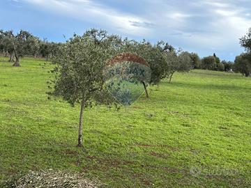Terreno - Cisternino