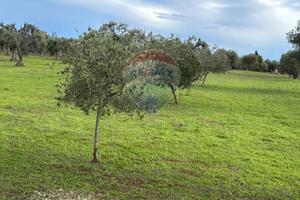 Terreno - Cisternino