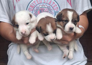 Cuccioli di jack russel