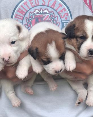 Cuccioli di jack russel