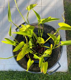 pianta acquatica da laghetto pontederia