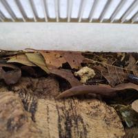 Armadillidium klugii "Montenegro" 15+ pezzi