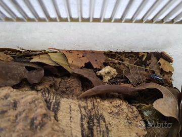 Armadillidium klugii "Montenegro" 15+ pezzi