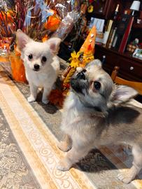 Chihuahua pedigree Enci ??