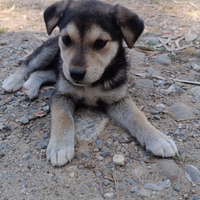 Cuccioli Pastore Tedesco