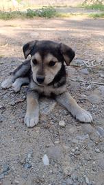 Cuccioli Pastore Tedesco