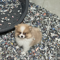 Spitz Pomerania tricolore mini toy ultima femmina