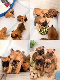 Bulldog francese