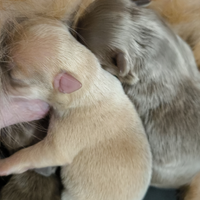 Chihuahua Mini lilac pelo lungo fawn