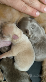 Chihuahua Mini lilac pelo lungo fawn