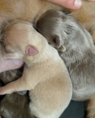 Chihuahua Mini lilac pelo lungo fawn