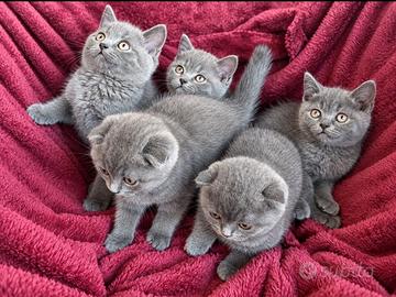 Cuccioli di SCOTTISH fold e straight blue