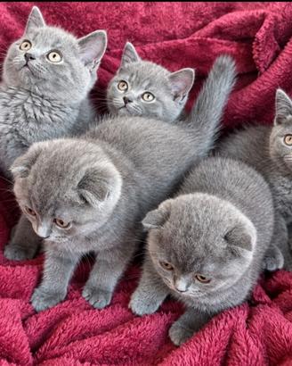 Cuccioli di SCOTTISH fold e straight blue
