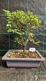 Bonsai di Prugnolo Selvatico (Prunus Spinosa) 120